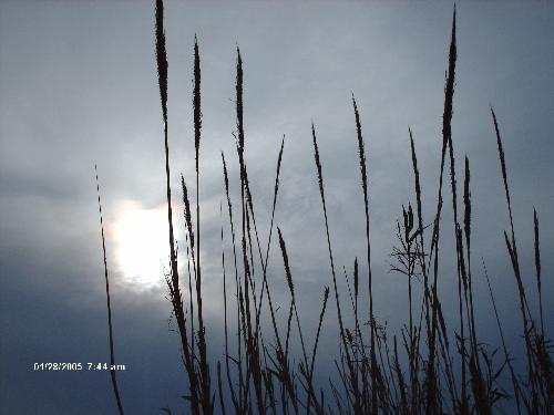 Sun and Nature - Here is a good shot of the sun taken from behind some trees!