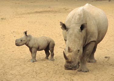 look at my baby - i gave birth to this cute rhino