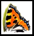 This is a vanessa butterfly. - very beautiful colours and flywheel read