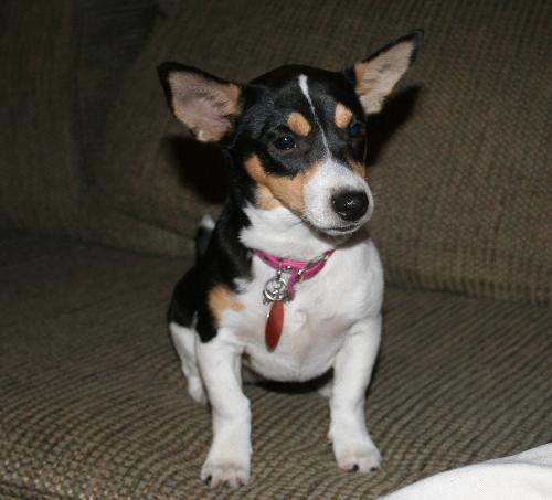 Jack Russell terrier - This is a picture of my Jack Russell puppy, Lillian. At 8 months old she is already very smart and very good at figuring things out. She has got everyone in our family wrapped around her paw.