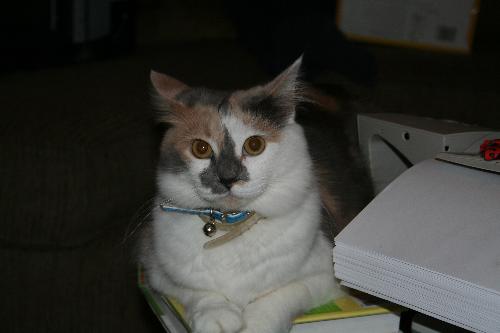 Cat - This a beautiful cat that was rescued in Gainesville, Florida. Her previous owners dropped her on the doorstep of a vet's office with her siblings when they were just a day or two old. She was adopted at 8 weeks old and has been with our family ever since. Her name is Lucky and she has an incredible personality. Our family has never been cat lovers, but since Lucky has been with us, our feelings have changed. She never ceases to entertain us with her curiousness of all things new. She will explore any new item that comes into our home. Be it a box or bag, big or small, Lucky will climb inside of it. She is fun to watch and even more fun to love.