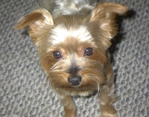 My Tyger - this is my yorkie