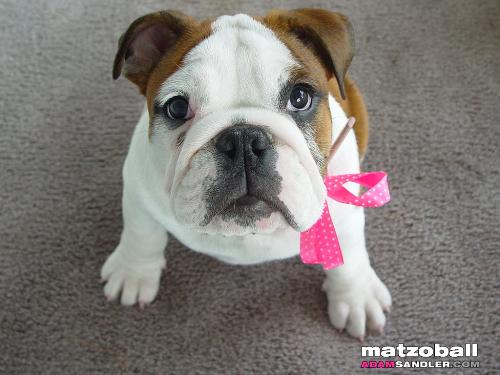 Matzoball - bulldog