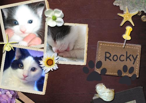 Rocky - Thats rocky