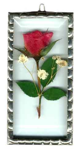 rose - rose- can be used for love and fndship