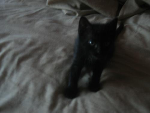 my kitten 10-06 - This is shadow when she was about 9 weeks old.