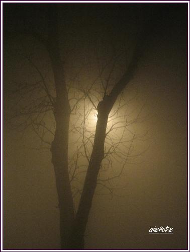 foggy night - Taken one autumn night outside our house.