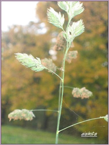 Wanting to live - One summer day, I was just fascinated with the spider in this grass leaves at the park so i took a picture of it.