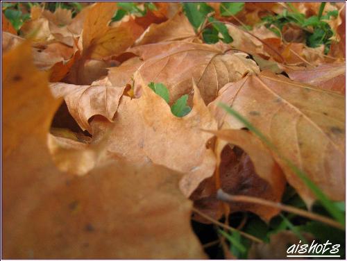 dying leaves - In the park, took pictures of autumn leaves falling.