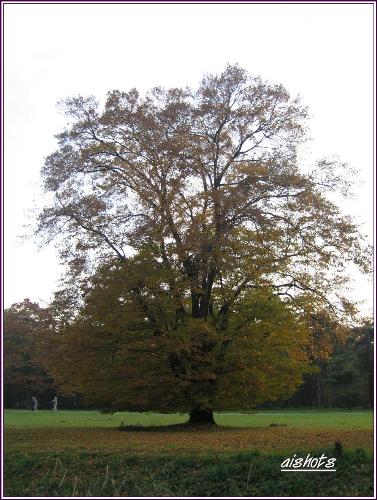 stand tall, stand proud - Tree at the park during autumn.  Standing tall, standing proud amidst the fact that its leaves is falling and dying.  It has a beauty of its own.