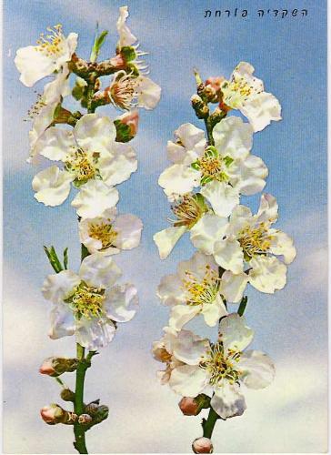 Blooming Almond - Bloming Almond simbolised period of spring