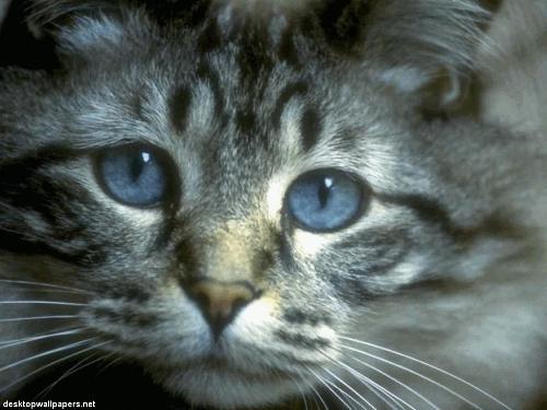 cat - meavuuu just check this pic