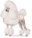 Photo of a poodle - Photo of a poodle dog