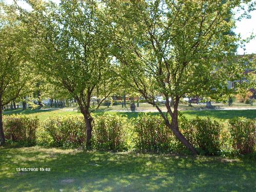 Beautiful Scenery - Some beautiful green scenery