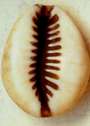 Primery money of the world. - The orrie shell was the ancient money else where in the world.