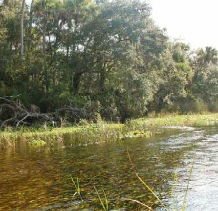 Stream - Stream with a lot of fishes to catch