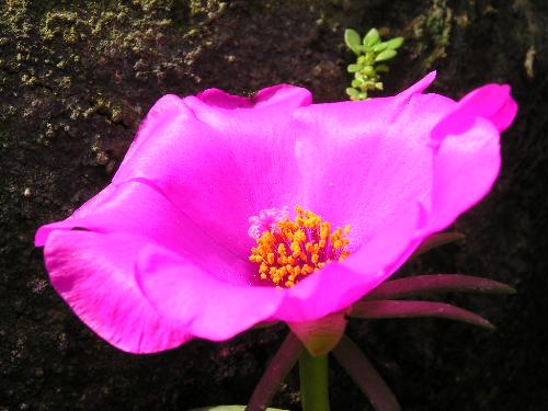 flower1 - practice