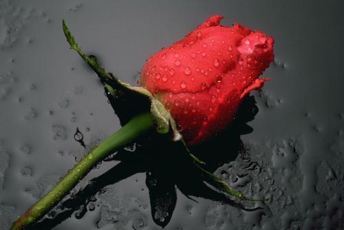 Love flower - give a red rose for your girl now