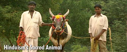 Sacred Cow - Indias cows are sacred? 