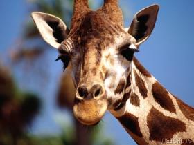 giraff looks hungry - I love girraffs don't you?