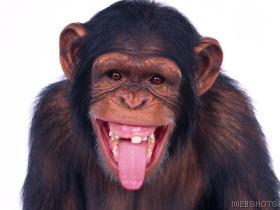 monkey see monkey do - I love monkeys don't you?