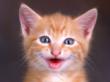 here kitty kitty - I love kittys don't you?