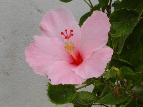 pretty in pink - very pretty pink gumamela