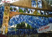 town fiesta - Colorful celebration started by the Spaniards when they came to the Philippines. 

Principal fiesta themes are fertility and planting, harvest, adoration and supplication. 