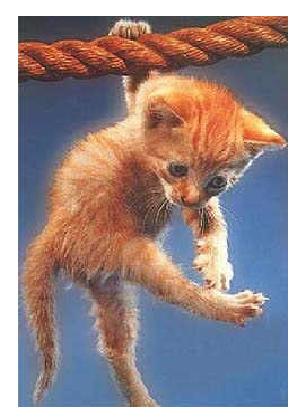 aerobic - Skillfull kitten