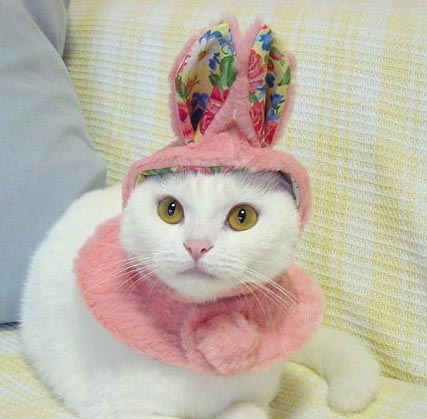 Modeling - Cat Model
