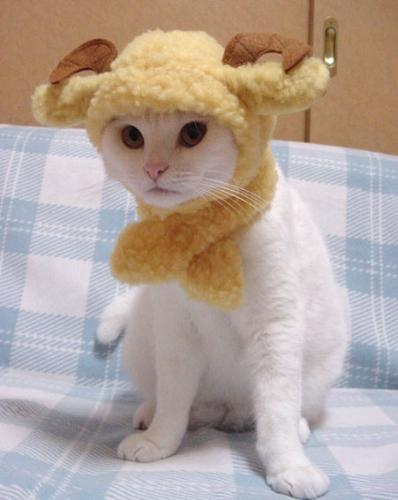 modeling - cat model