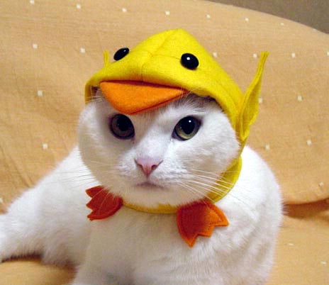 modeling - cat model