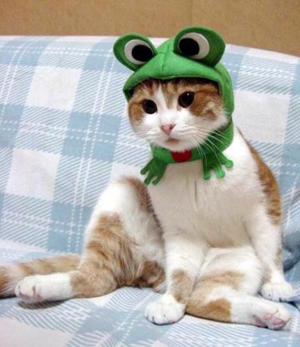 modeling - cat model