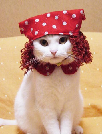 modeling - cat model