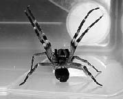 Spider - If I saw one of these maybe I kill her, if I see many maybe I run.