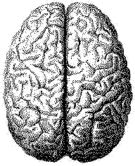our precious brain - the human brain