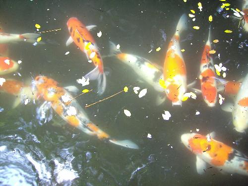 gold fish - very cute!!