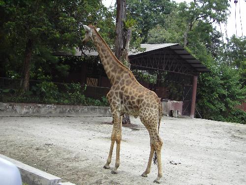 gggrrrr - let's go to the zoo