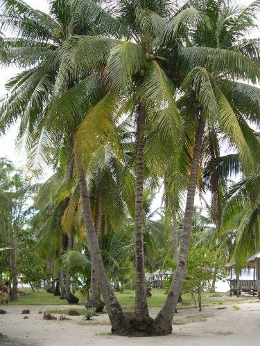 Coconut tree'the tree of life' - Coconut tree has a lot of use here in the philippines, leaves is used to build houses,barriers, the stem turns into wood, the roots becomes herbal medicine, the oil extracted can be used in treatment like body massage,,,so useful, the fruit, enjoyed by many of us, and later turning it to coconut husk,what more can you ask for?