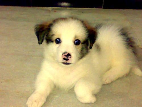 My dog - Looks sexy isn`t it...?