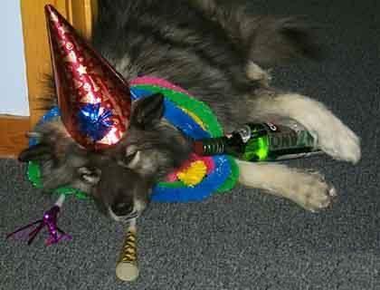 My dog - Look at this my dog after party...!!!! Dressed my dog like tat to take a pic....!!! LOLZZZZ