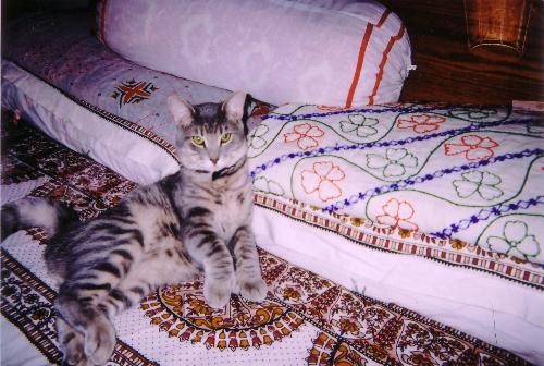 My Favorite Cat - His name was Hurer. He passed away last year. He was only 10 months old.