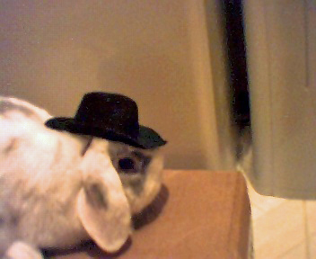 Merlin in Halloween costume - I dressed Merlin up as a little cowboy for Halloween this year. He was ok with the hat,but he drew the line at the little vest I had made for him.