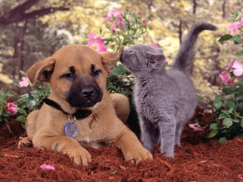 pets - See the close relationship between the dog and the kitten. Just want to know some good names these pets can be named.