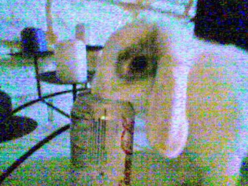 Merlin stealing a sip of my soda - I turned my back for 1 minute and this is what I got. Merlin decided that he wanted to find out why I'm always drinking these. I had to quickly snap the shot with my phone. The lightings not very good.