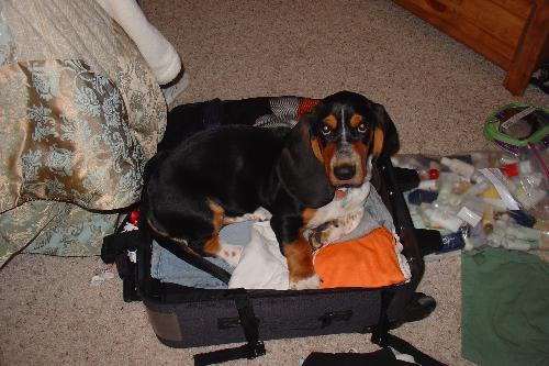 Dog in siutcase - I was packing for a trip and my dog jumped in my siutcase and wouldn't get out. She knew I was leaving and didn't want me to go.
