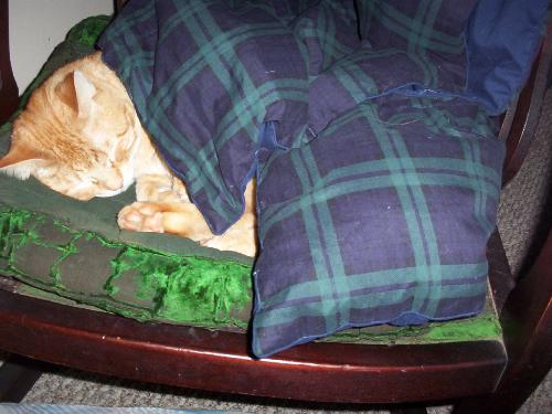 Bully, napping in his fave rocker. - Our kittyboy, bully.... catnapping in his favorite antique rocker.