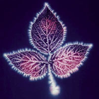 Kirlian Leaf - Photo showing the 'Kirlian' effect on a leaf