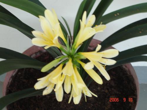 Yellow clivia - Yellow clivia 2006 season