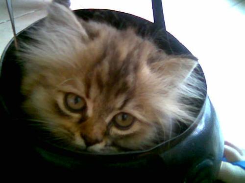 my cat - this is my 8 month old cat